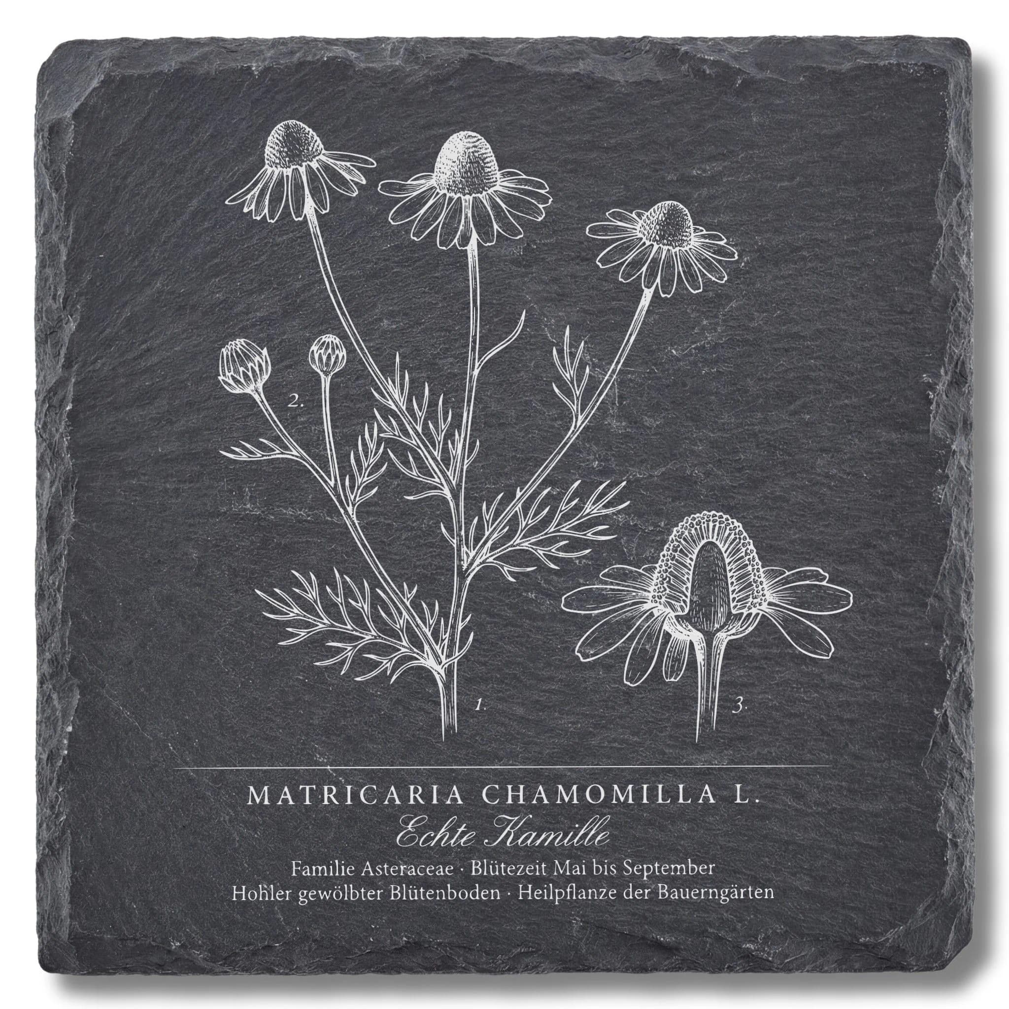 Tee-Geschenk – Echte Kamille als Flora-Tafel auf Schieferuntersetzer