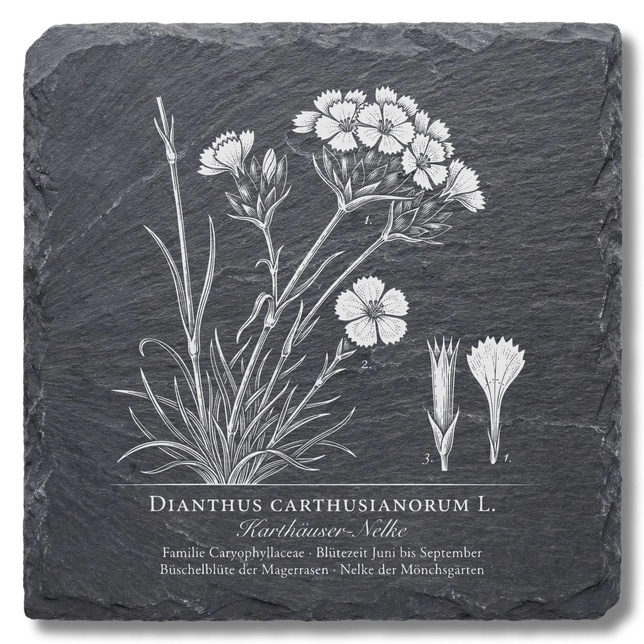 Geschenk für Gärtnerin – Karthäuser-Nelke als Flora-Tafel auf Schiefer