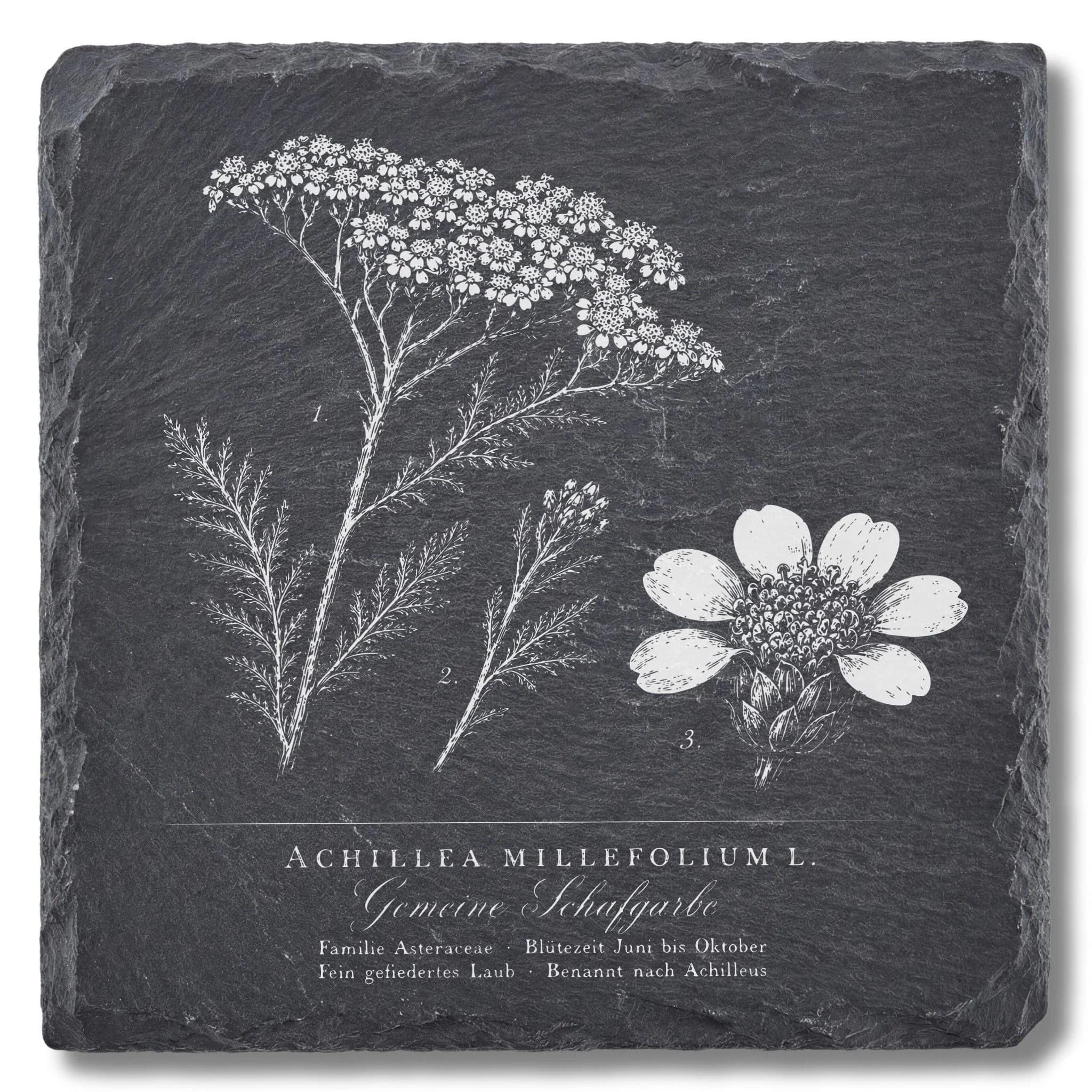 Botanische Zeichnung Schafgarbe – Flora-Tafel auf Schieferuntersetzer