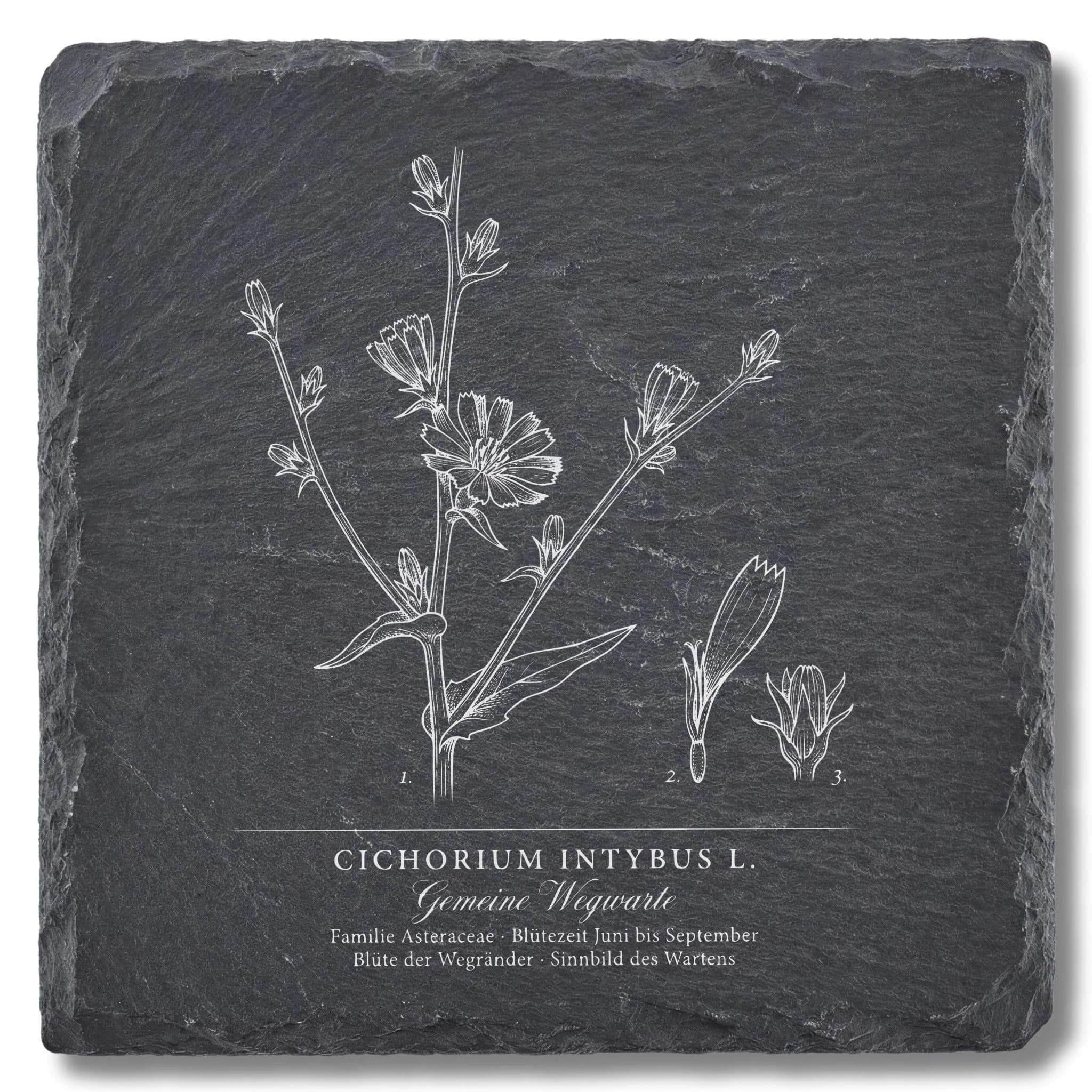 Botanische Illustration Wegwarte – Flora-Tafel auf Schieferuntersetzer