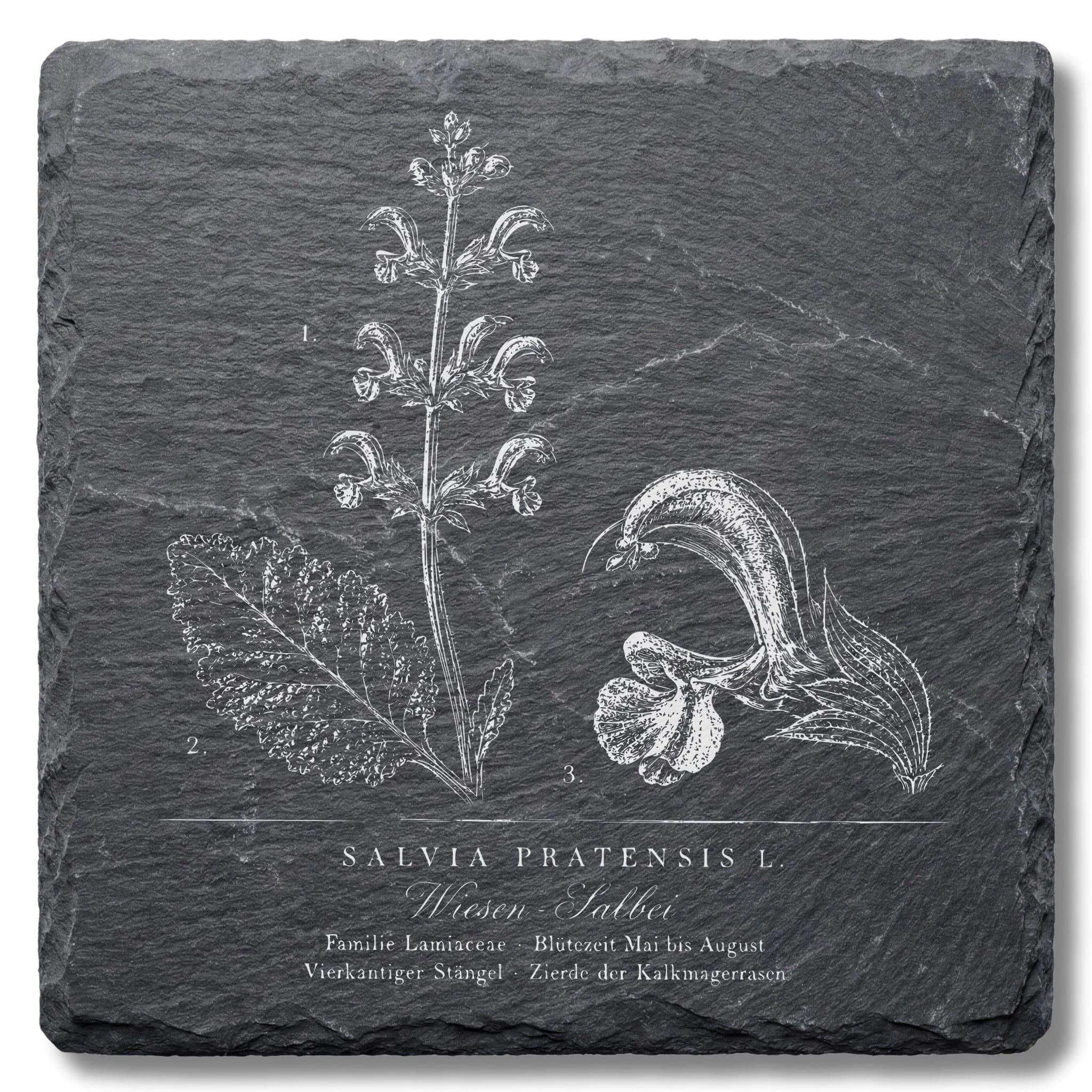 Botanische Illustration Wiesen-Salbei – Tafel auf Schieferuntersetzer