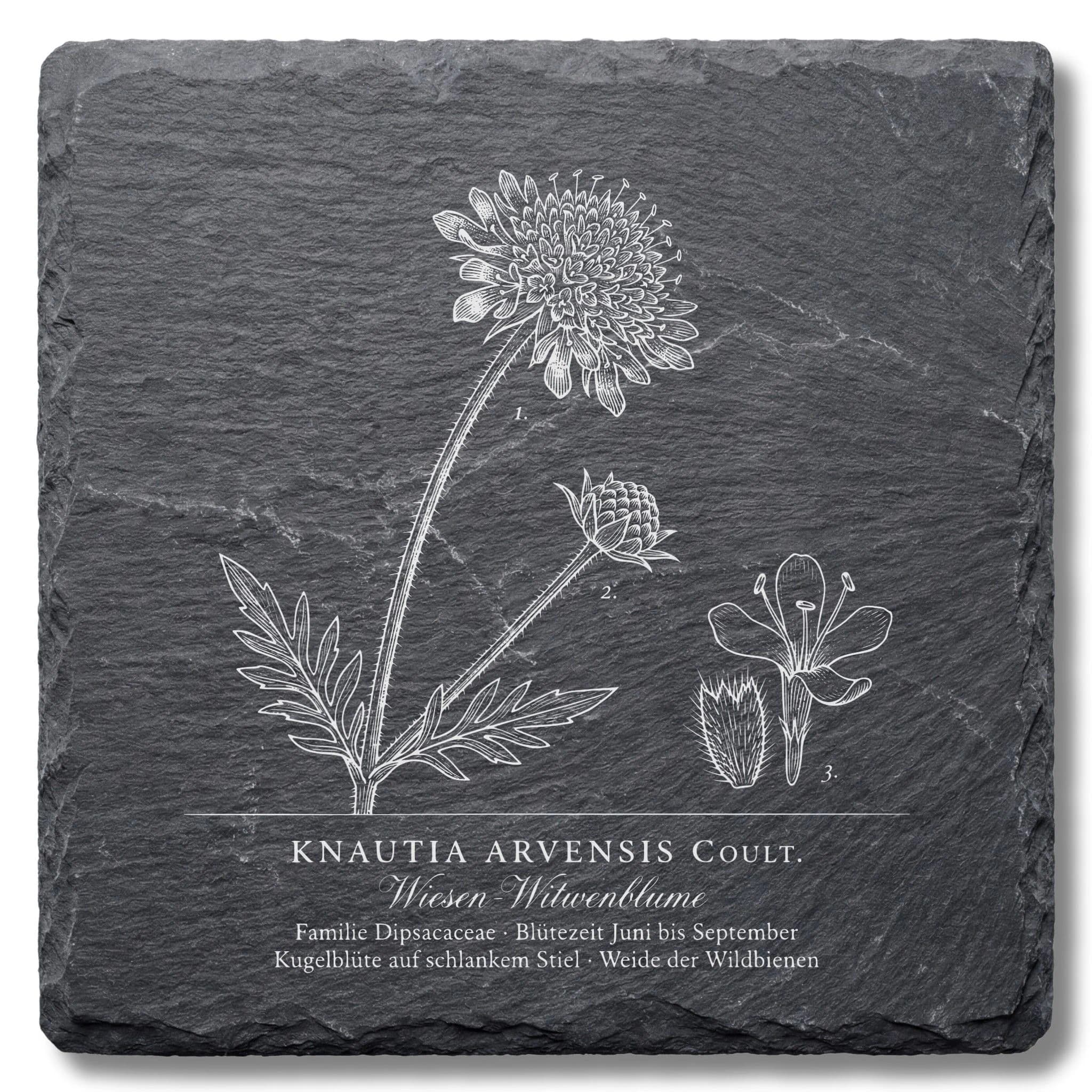 Botanische Illustration Witwenblume – Flora-Tafel auf Schiefer